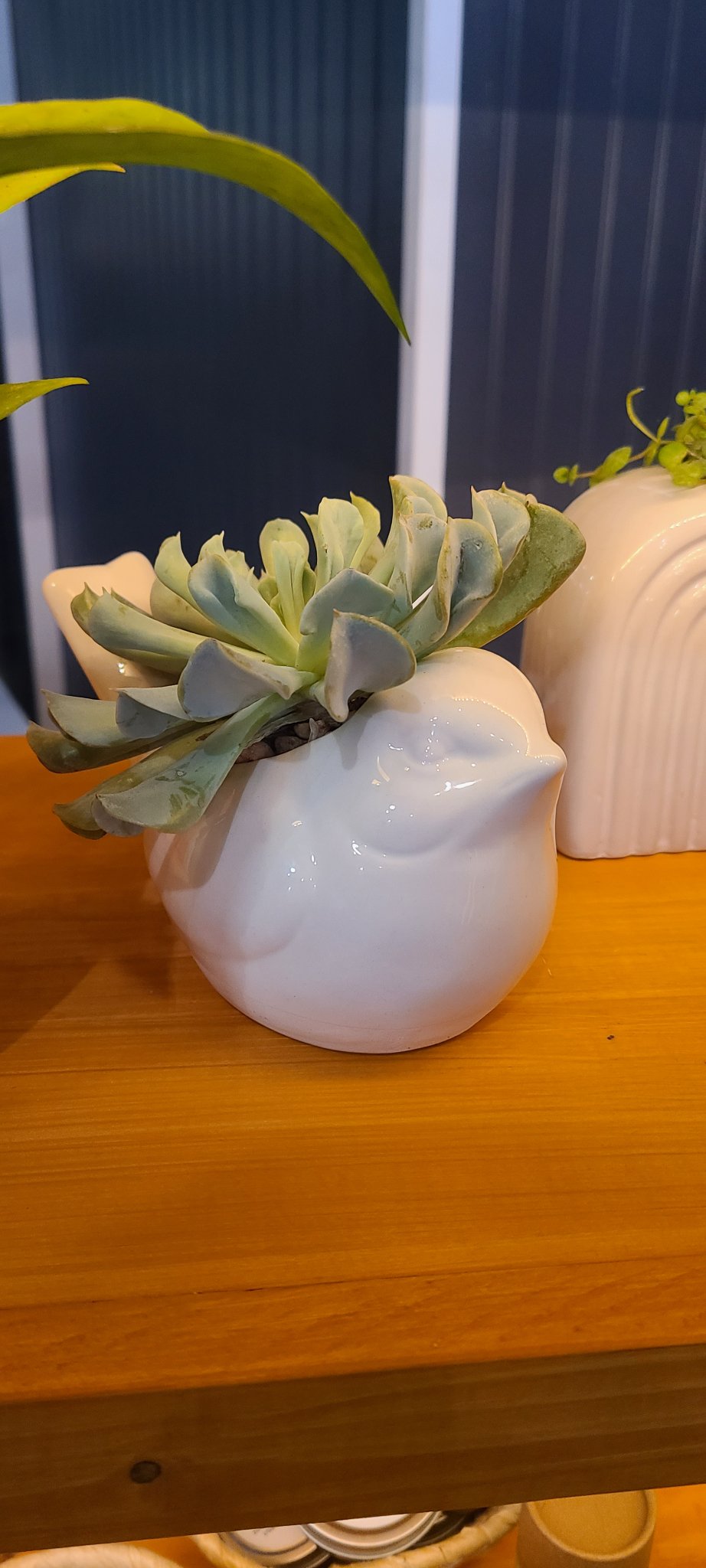 Dove Succulent - 1